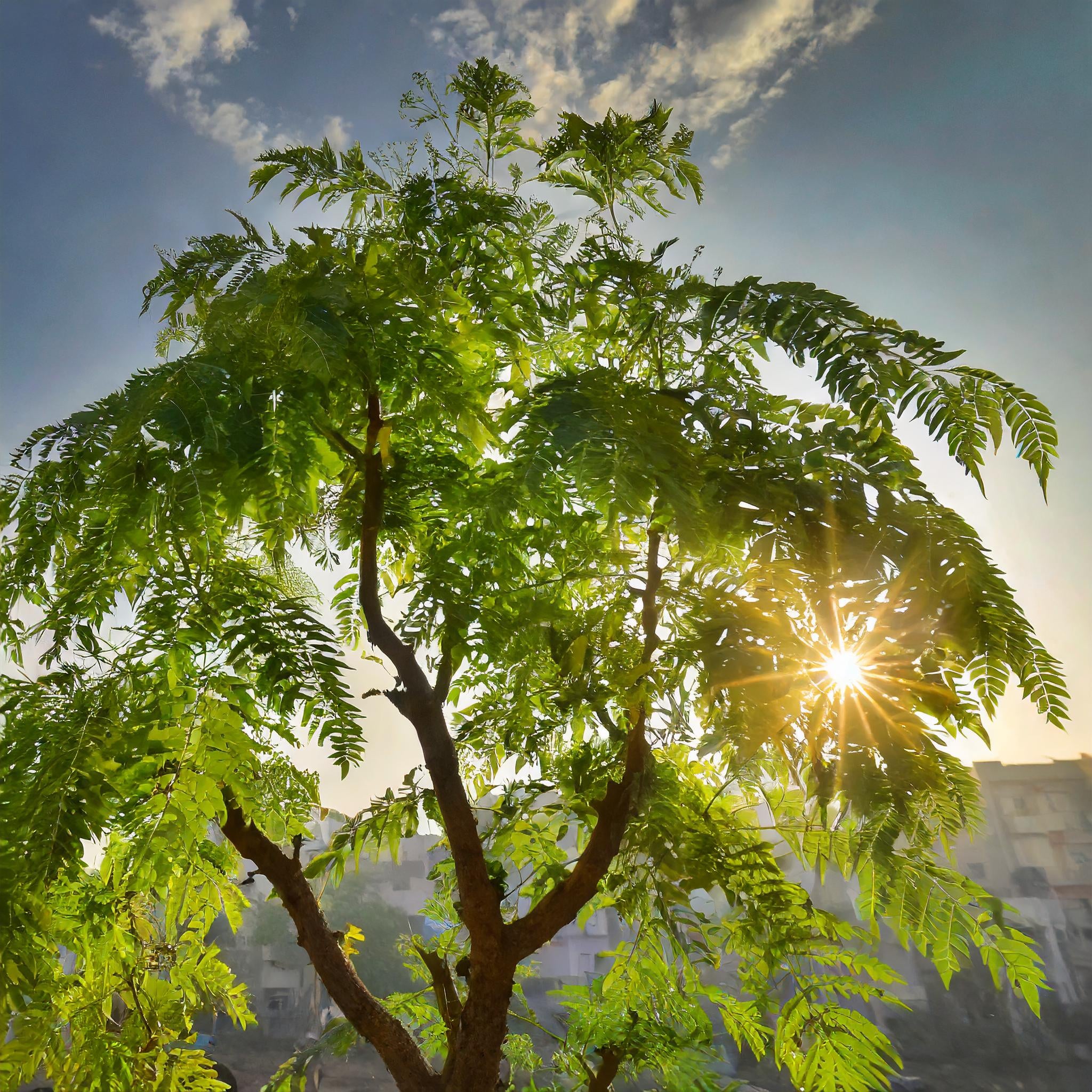 Neem and the Sun